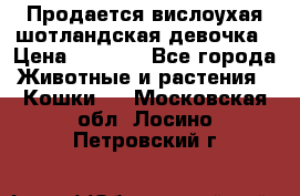 Продается вислоухая шотландская девочка › Цена ­ 8 500 - Все города Животные и растения » Кошки   . Московская обл.,Лосино-Петровский г.